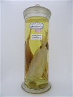 藏品(大眼鯛)的圖片